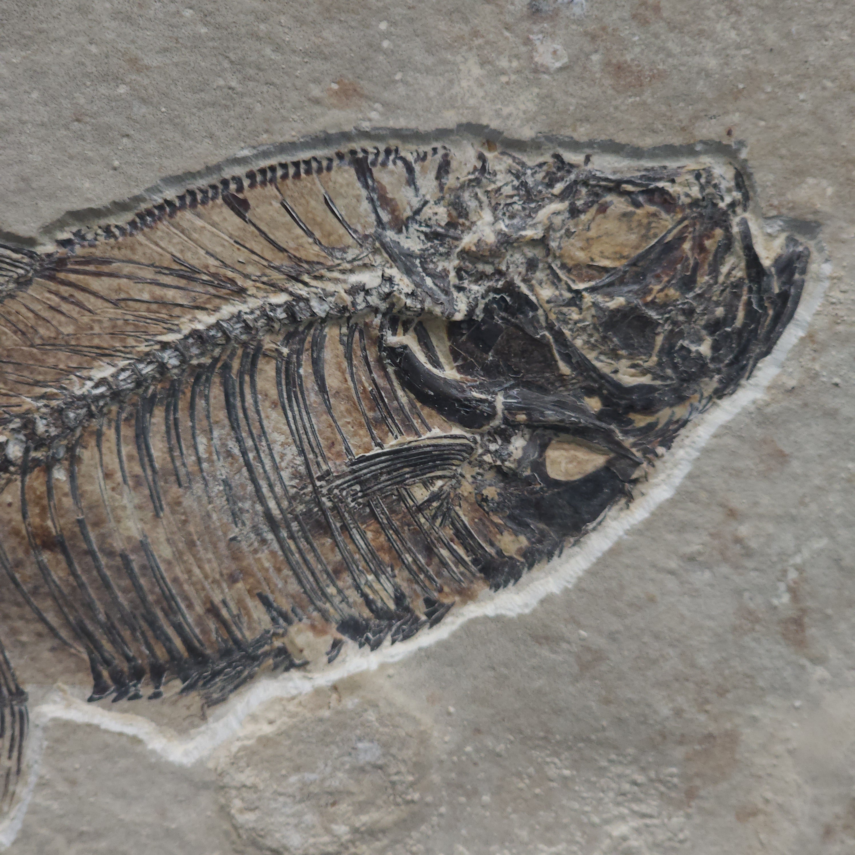 Diplomystus Fossil Fish- 7.25