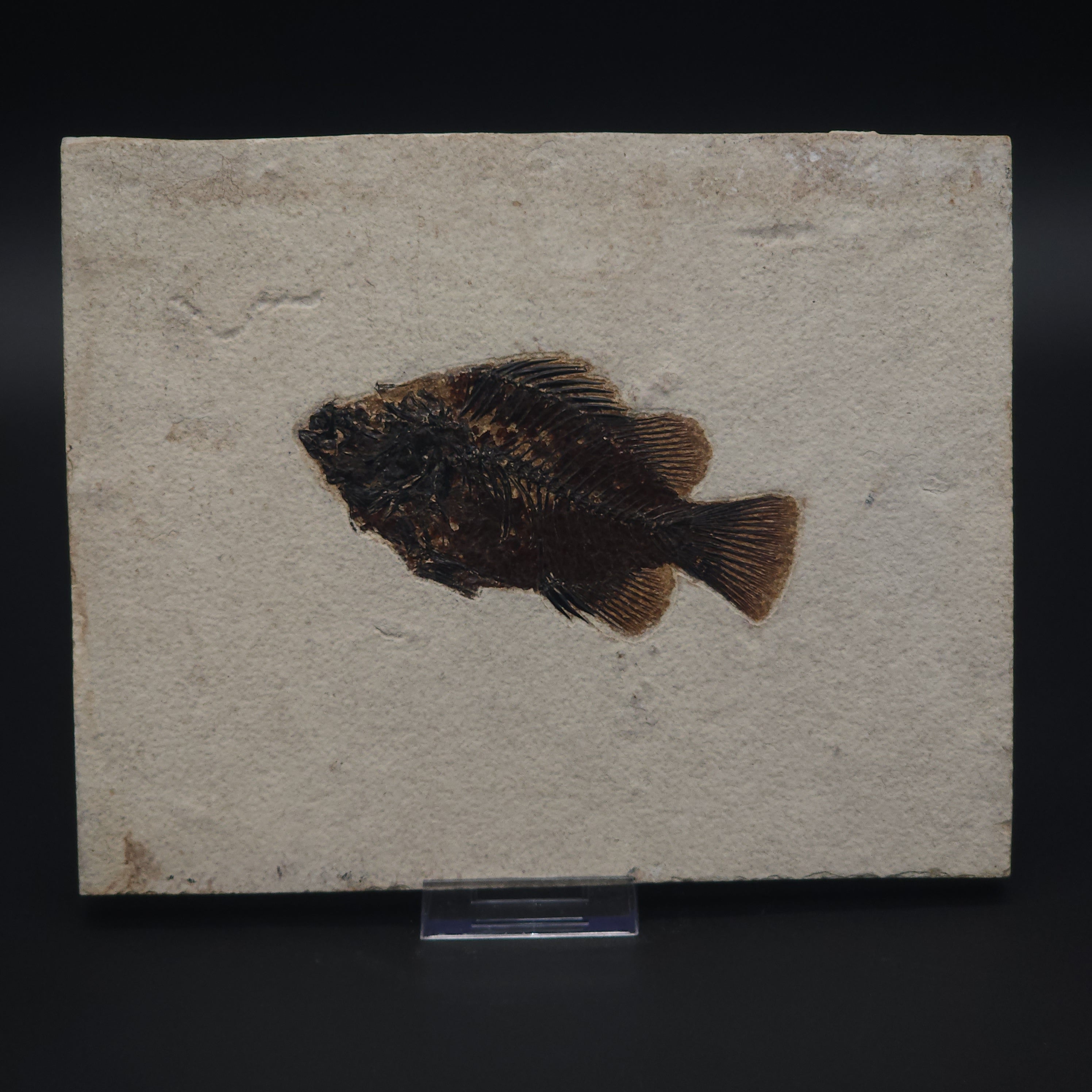 Green River Formation fossil fish Priscacara serrata species centered on limestone matrix. The fish measures 5.5