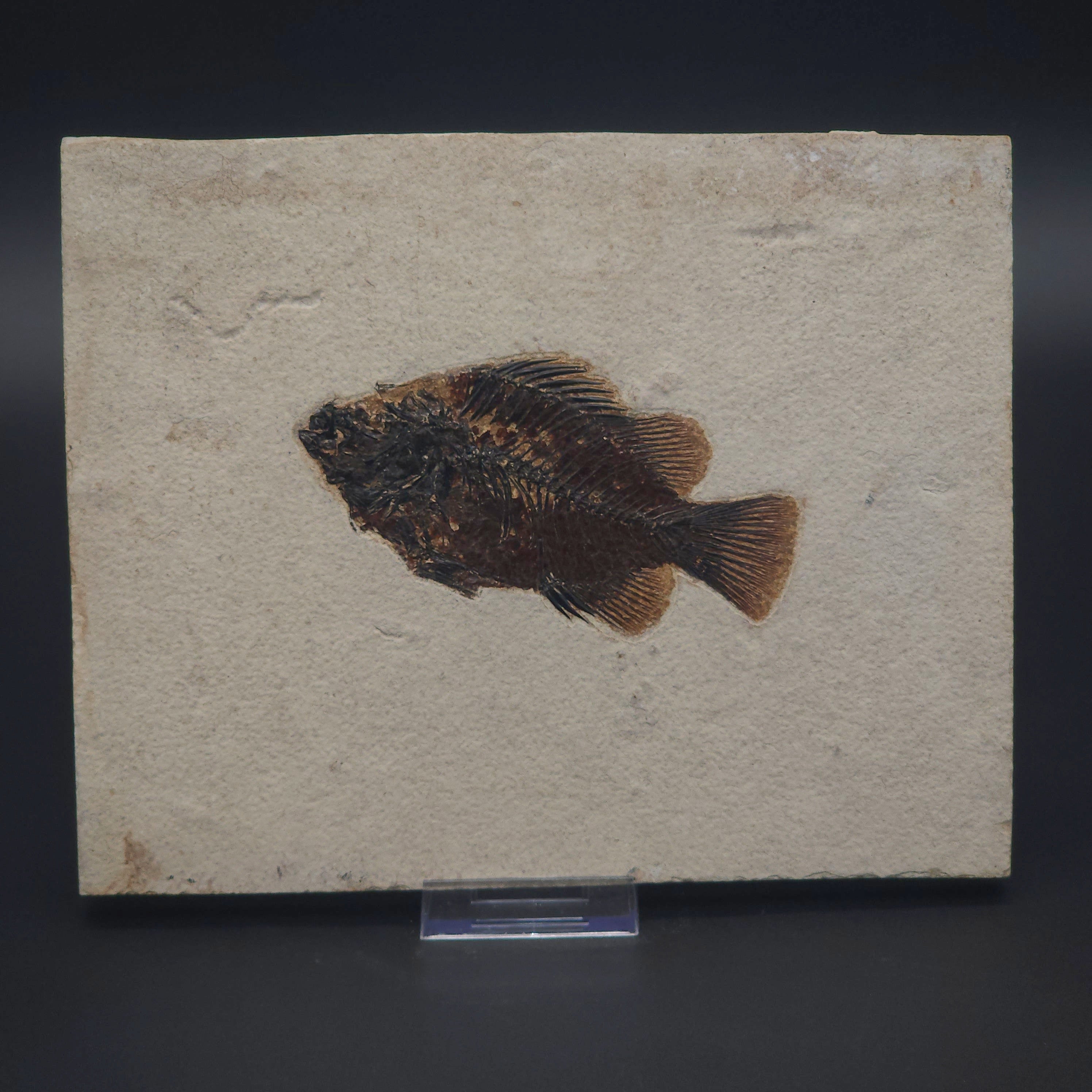 Fossil Fish – Fossil Oasis