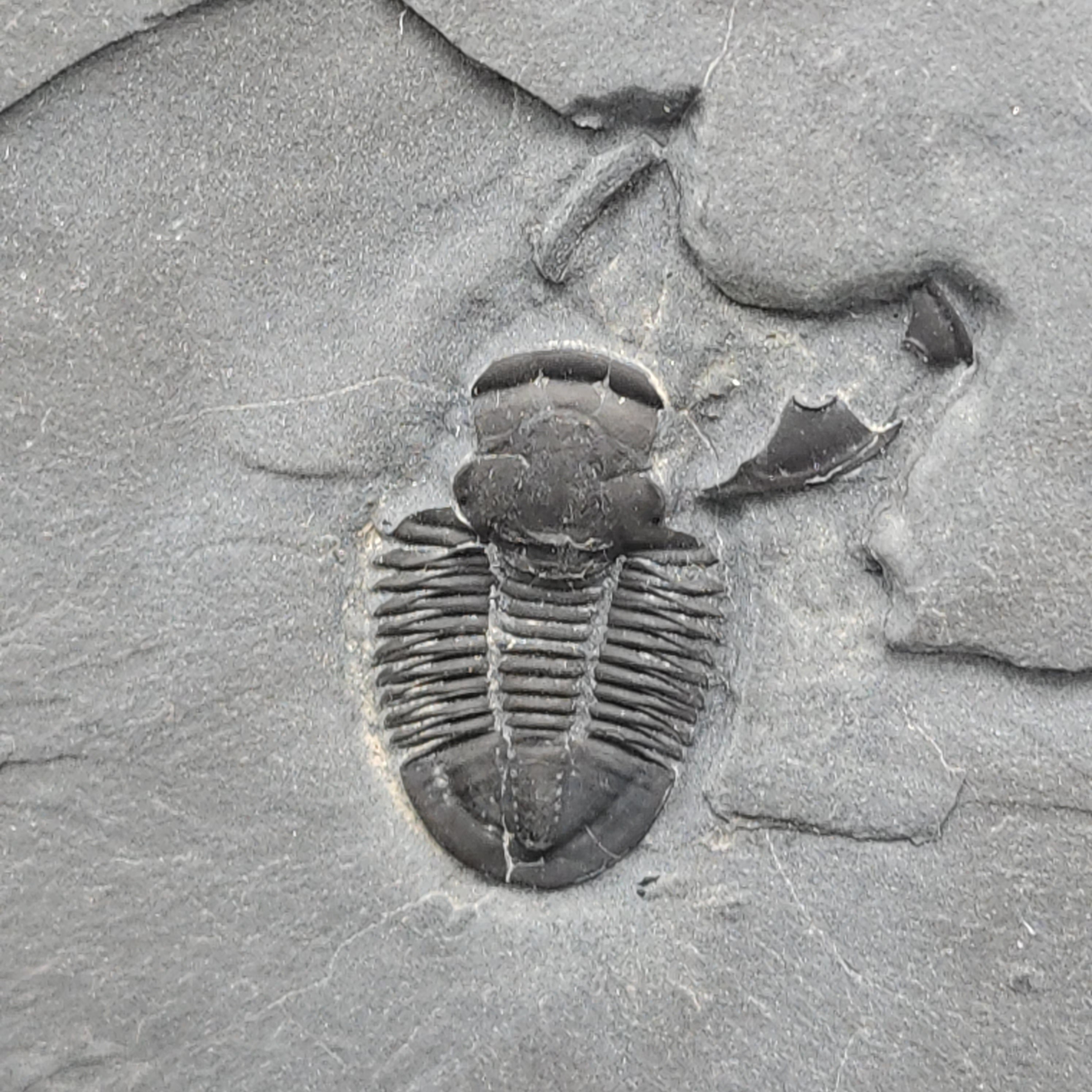 Asaphiscus wheeleri trilobite fossil plate with Peronopsis interstricta on back