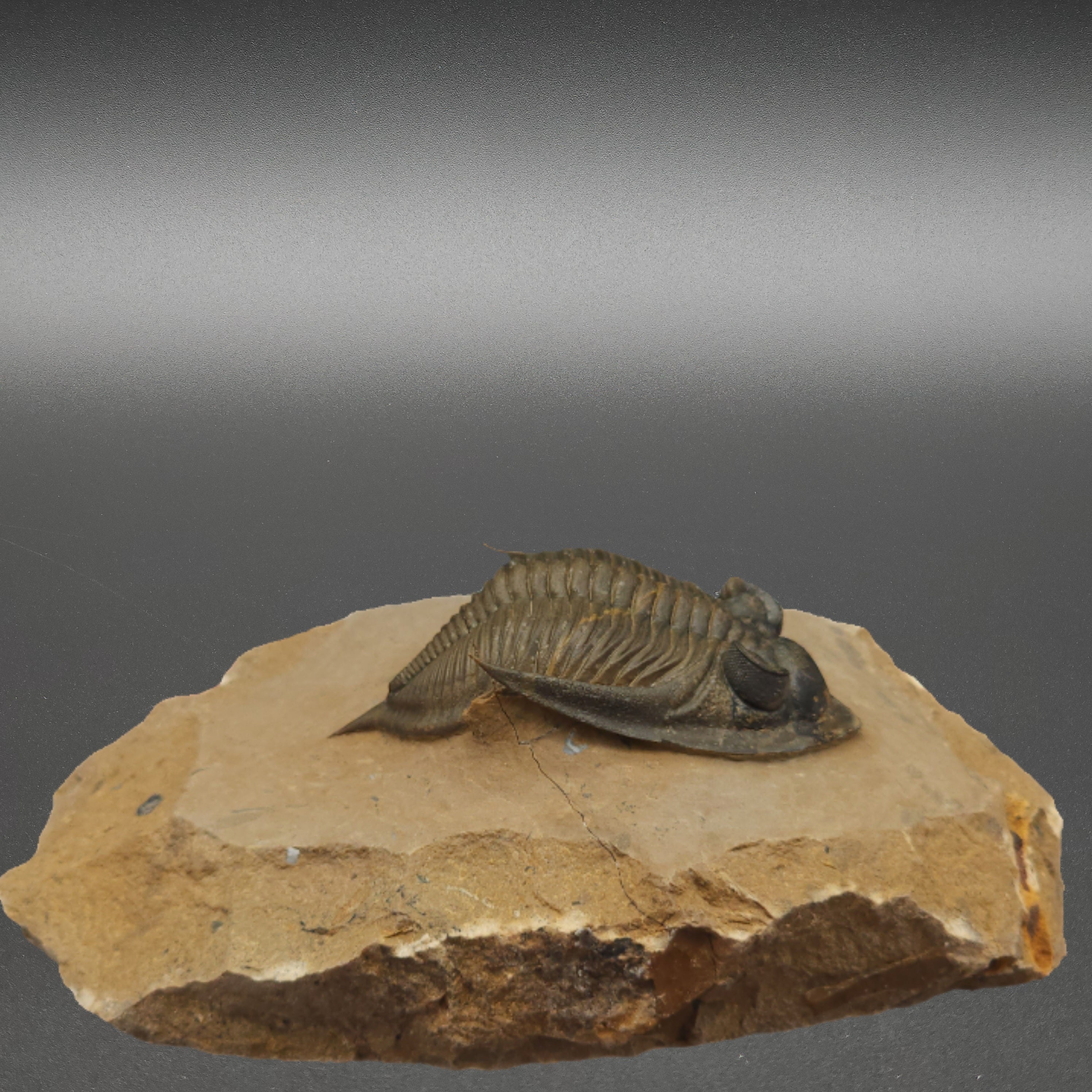 Zlichovaspis Trilobite with genal spines up