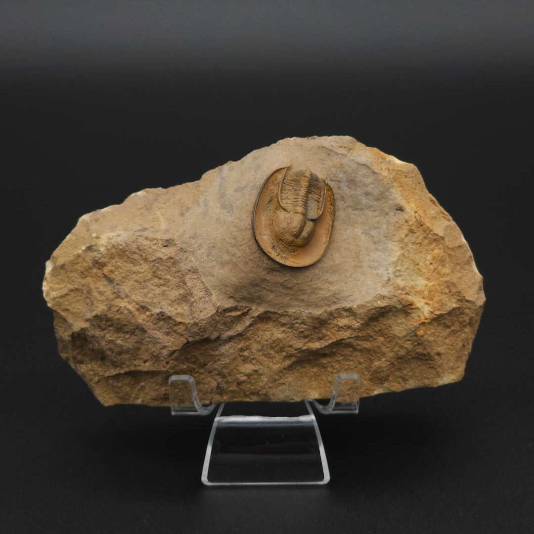 Eoharpes Trilobite Fossil - Devonian Age Harpes species from Ouzina, Morocco