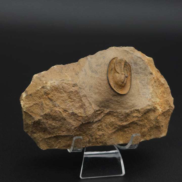 Eoharpes Trilobite Fossil - Devonian Age Harpes species from Ouzina, Morocco
