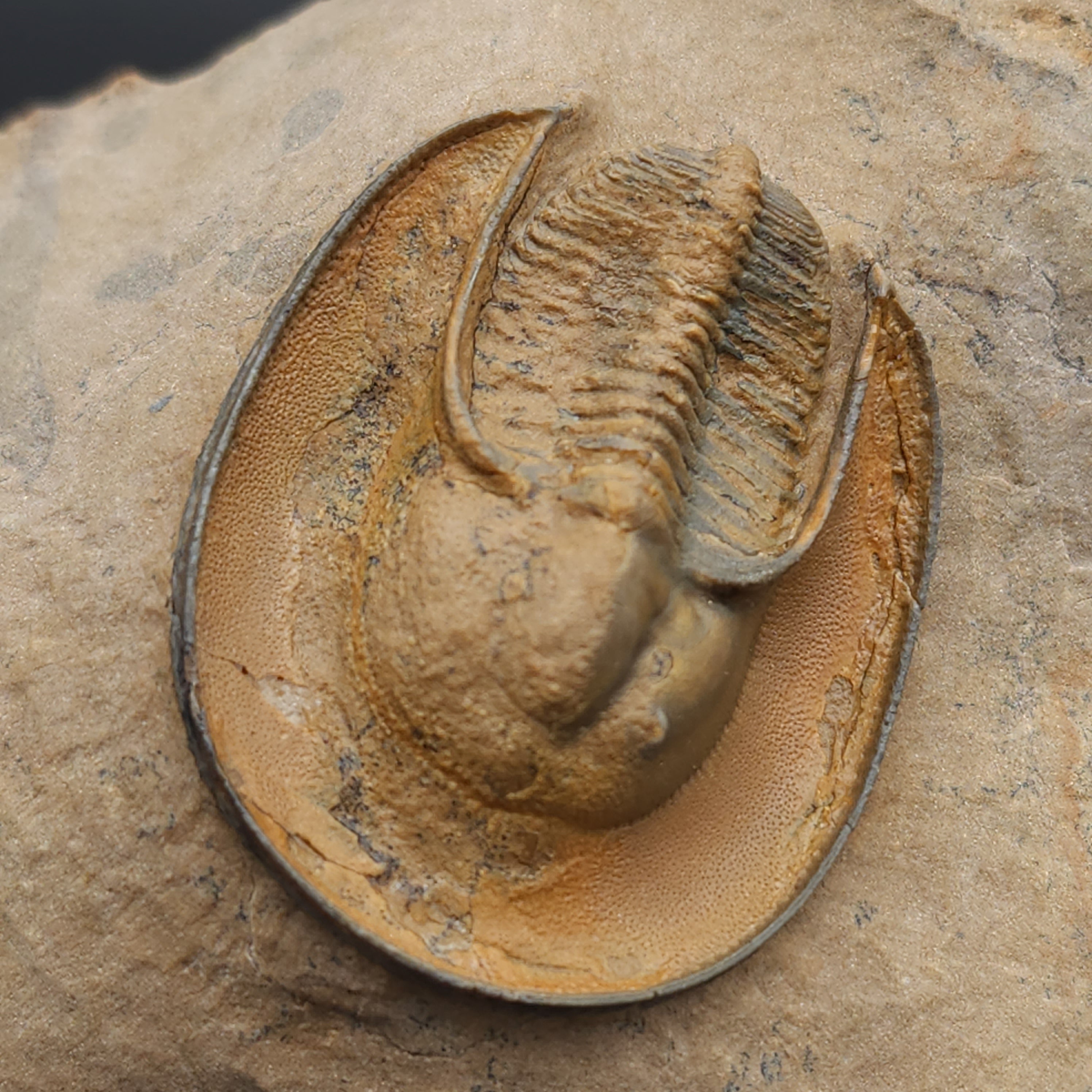 Eoharpes Trilobite Fossil - Devonian Age Harpes species from Ouzina, Morocco