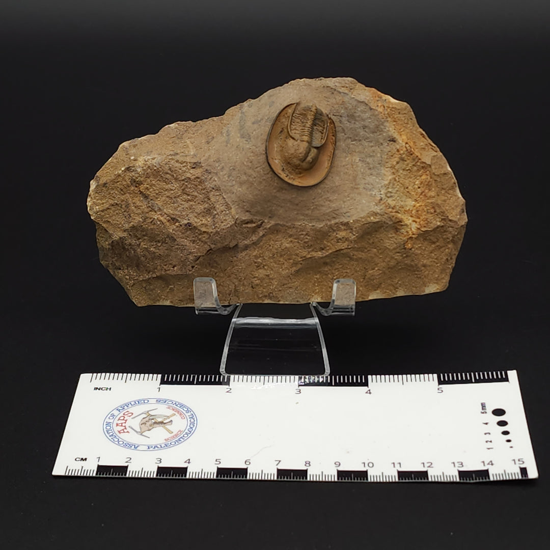 Eoharpes Trilobite Fossil - Devonian Age Harpes species from Ouzina, Morocco
