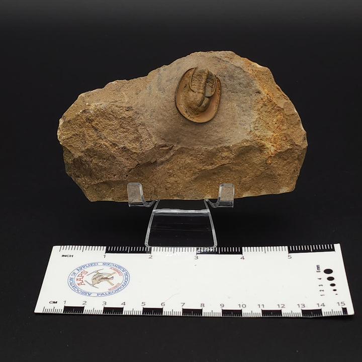 Eoharpes Trilobite Fossil - Devonian Age Harpes species from Ouzina, Morocco