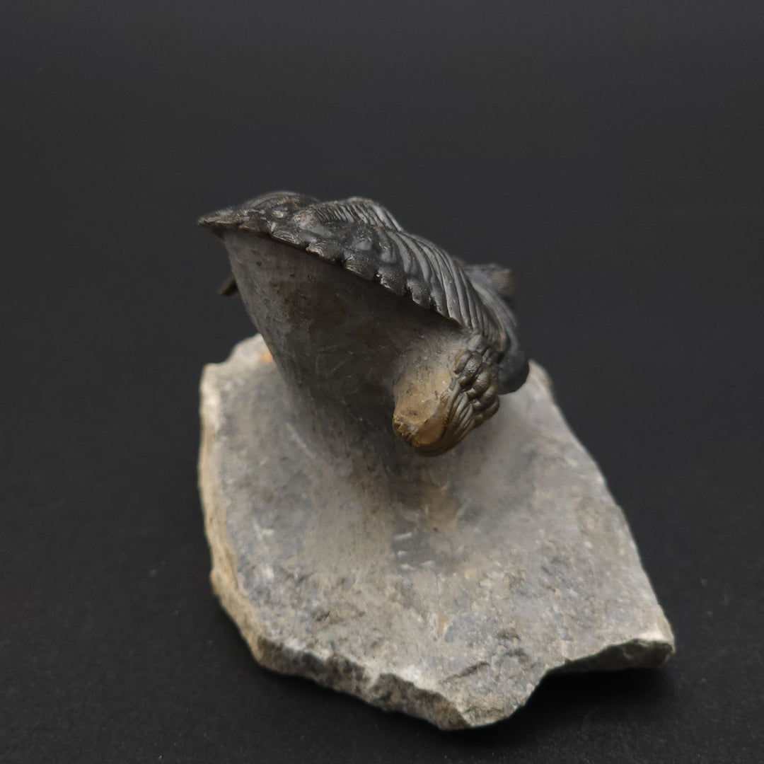 "Flying" Hollerdops Trilobite Fossil - Lower Devonian age, Ofaten, Morocco