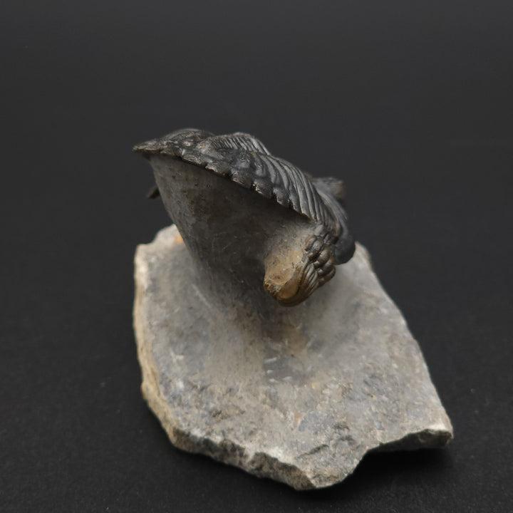 "Flying" Hollerdops Trilobite Fossil - Lower Devonian age, Ofaten, Morocco