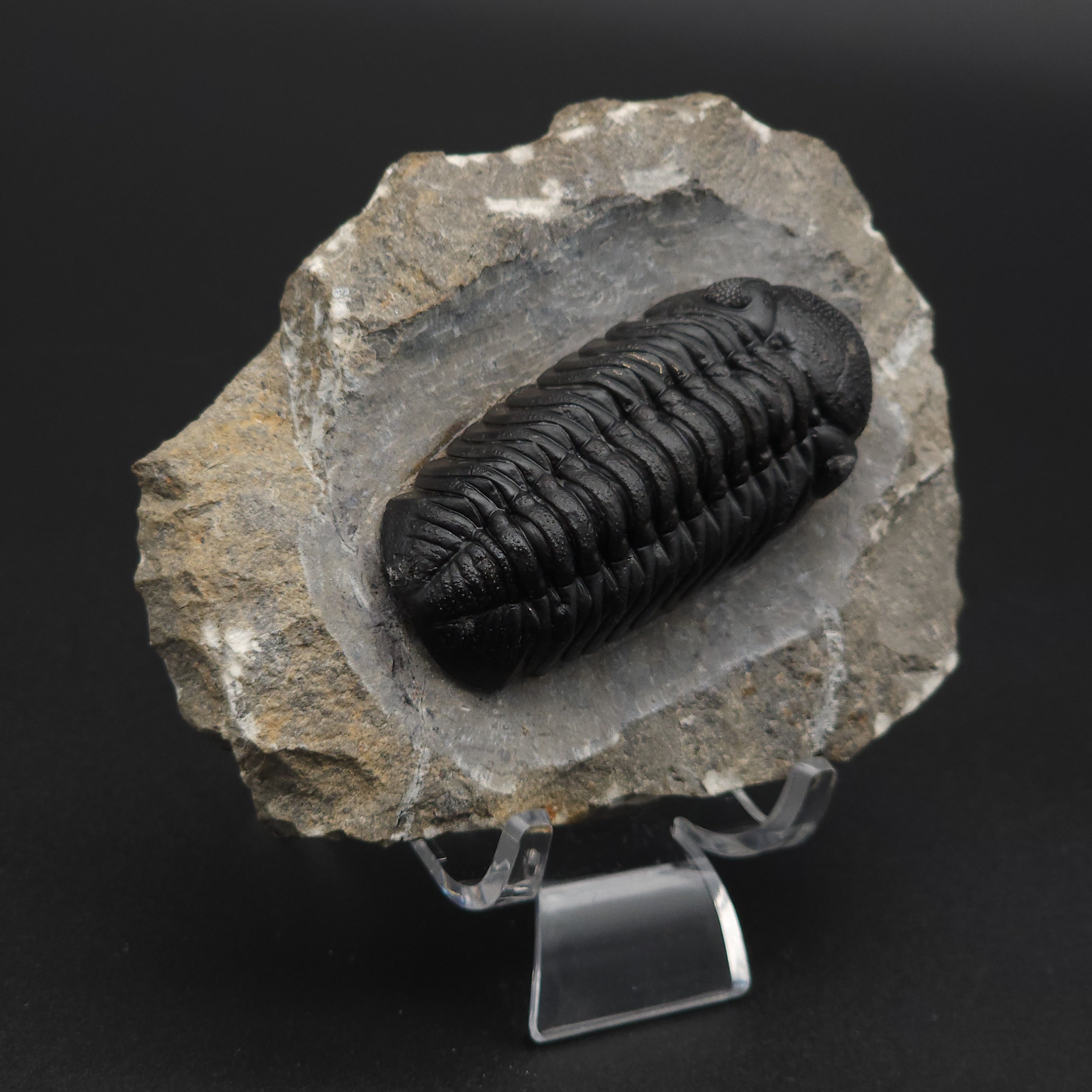 Phacops Trilobite Fossil - Middle Devonian age Mrakib, Morocco - Bou Dib Formation