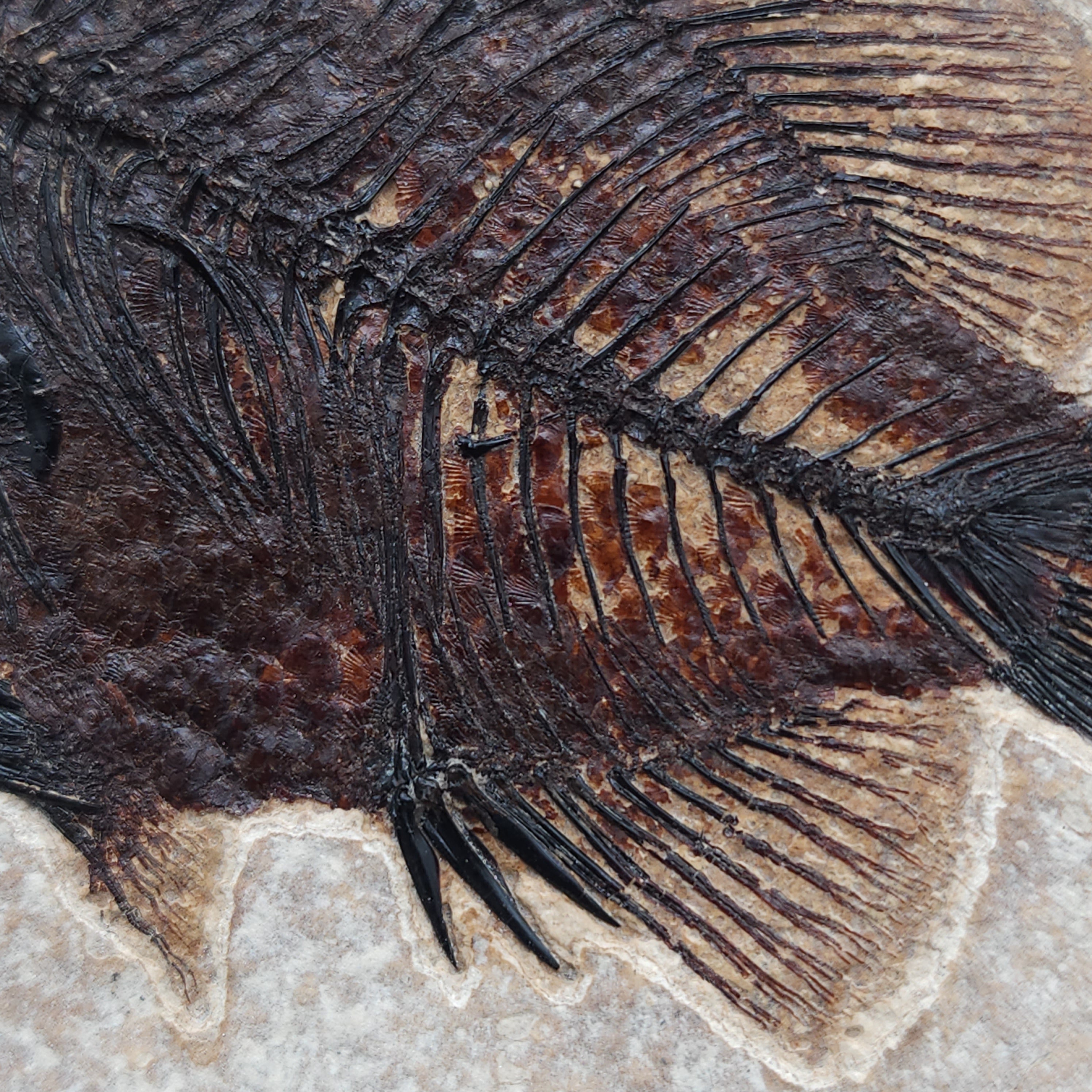 Fossil Fish – Fossil Oasis