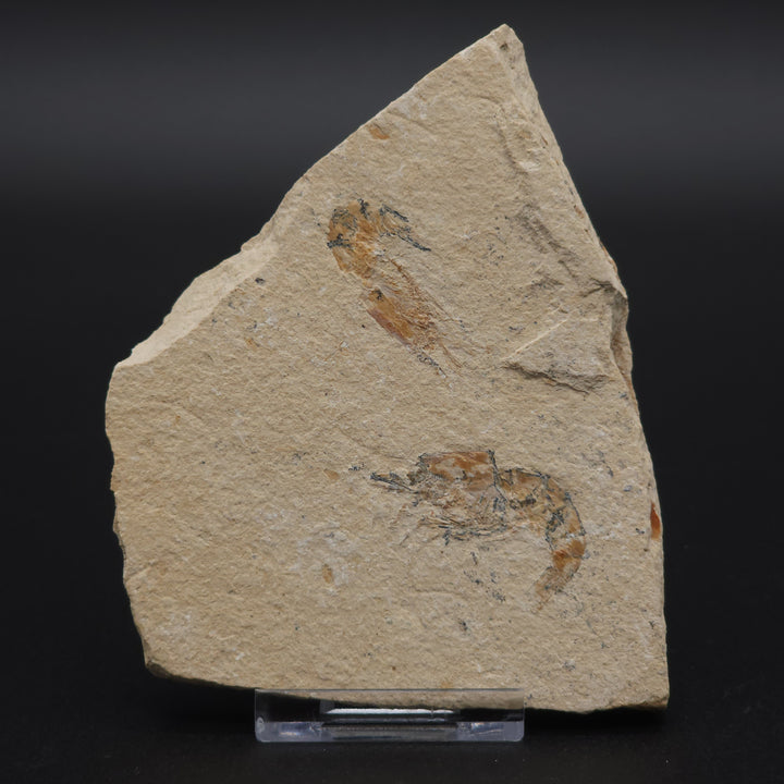 Authentic Carpopenaeus callirostris Fossil - No Enhancements or Restorations - Cretaceous Prawn Fossil