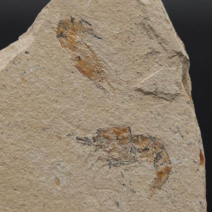 Authentic Carpopenaeus callirostris Fossil - No Enhancements or Restorations - Cretaceous Prawn Fossil
