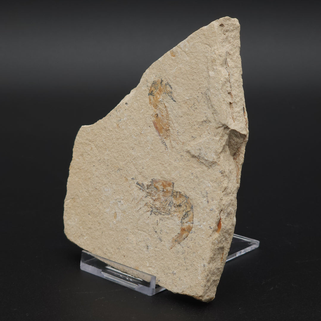 Authentic Carpopenaeus callirostris Fossil - No Enhancements or Restorations - Cretaceous Prawn Fossil