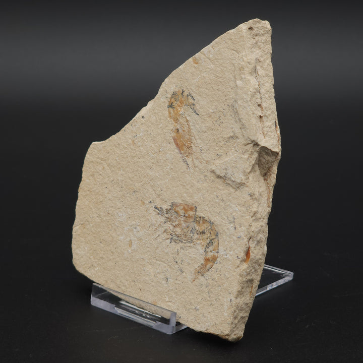 Authentic Carpopenaeus callirostris Fossil - No Enhancements or Restorations - Cretaceous Prawn Fossil
