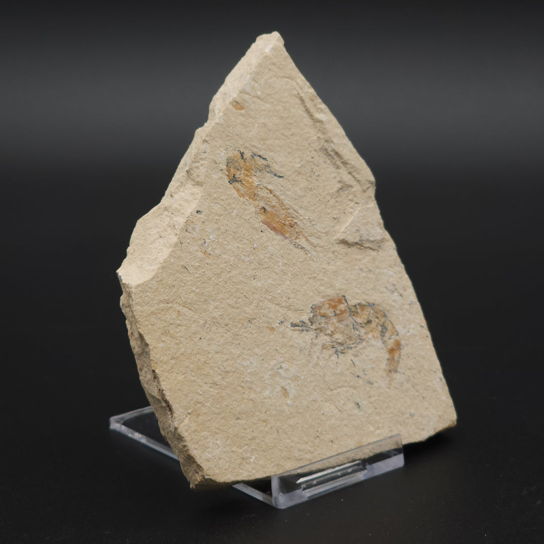 Authentic Carpopenaeus callirostris Fossil - No Enhancements or Restorations - Cretaceous Prawn Fossil