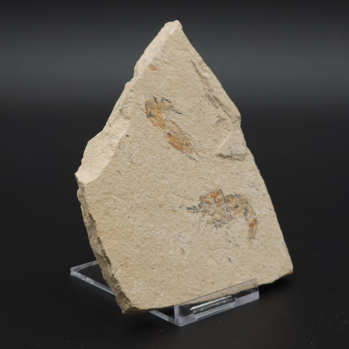 Authentic Carpopenaeus callirostris Fossil - No Enhancements or Restorations - Cretaceous Prawn Fossil