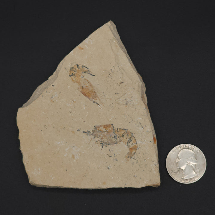 Authentic Carpopenaeus callirostris Fossil - No Enhancements or Restorations - Cretaceous Prawn Fossil