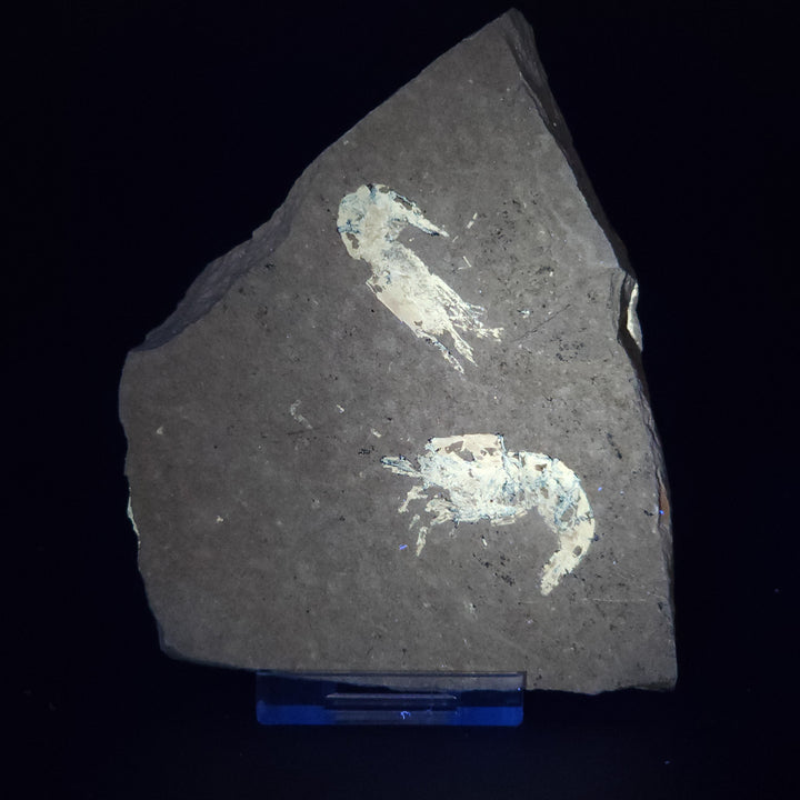 Authentic Carpopenaeus callirostris Fossil - No Enhancements or Restorations - Cretaceous Prawn Fossil