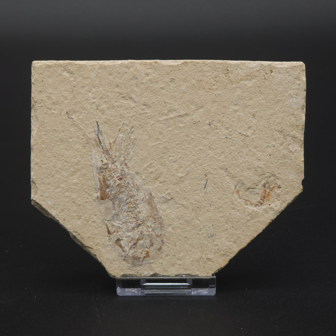 Authentic Carpopenaeus callirostris Fossil - No Enhancements or Restorations - Cretaceous Prawn Fossil