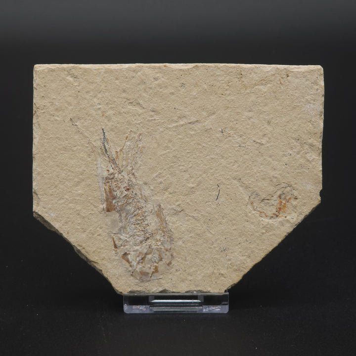Authentic Carpopenaeus callirostris Fossil - No Enhancements or Restorations - Cretaceous Prawn Fossil