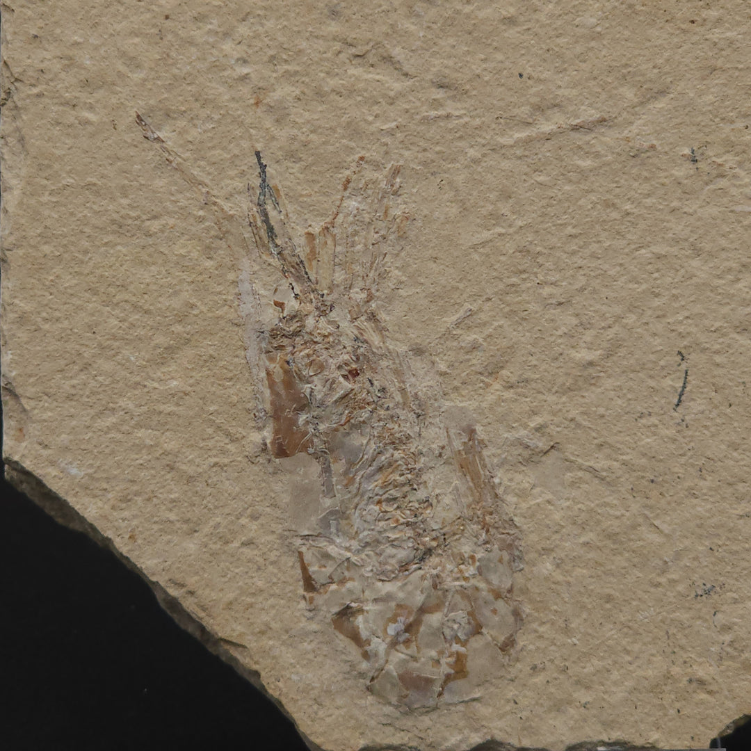Authentic Carpopenaeus callirostris Fossil - No Enhancements or Restorations - Cretaceous Prawn Fossil