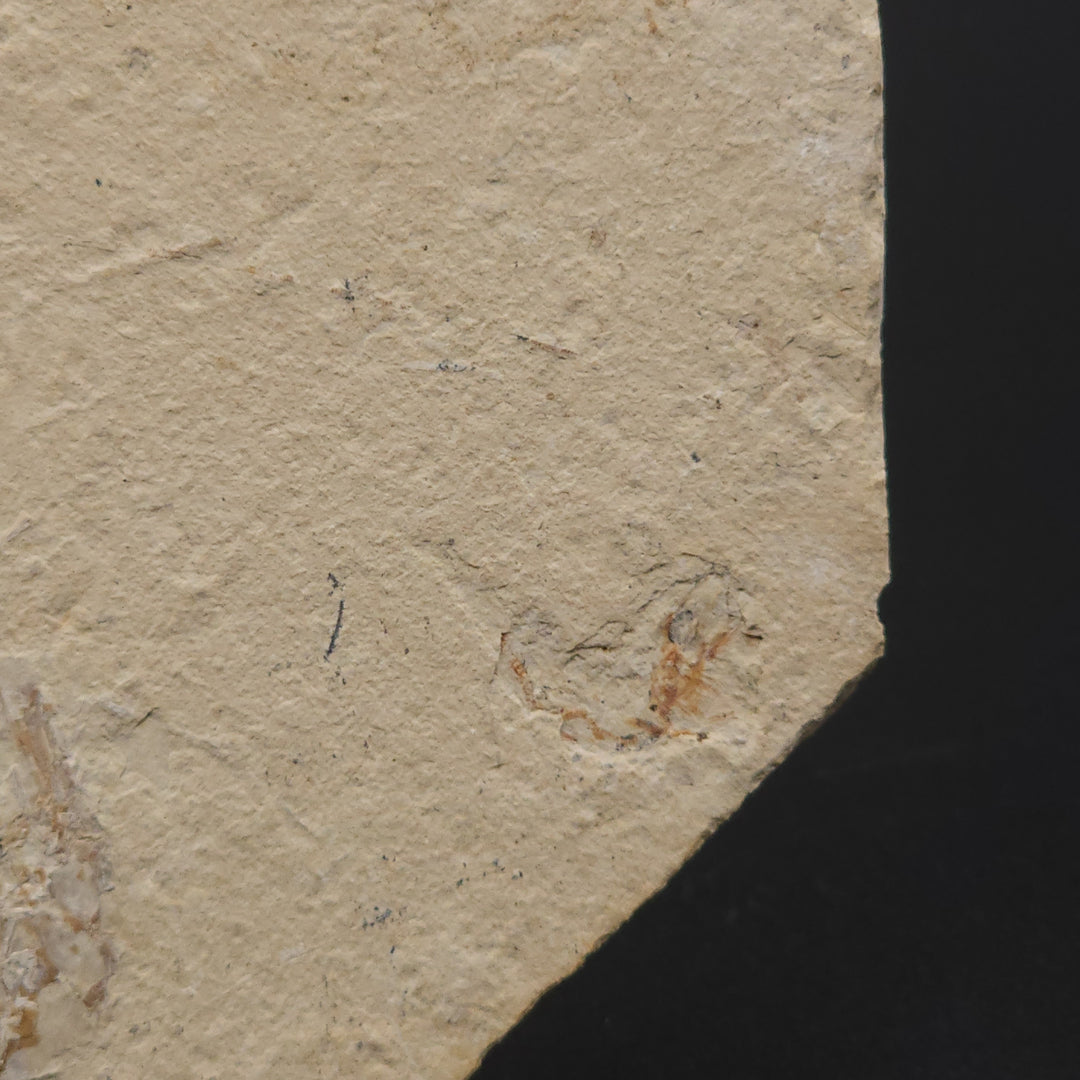 Authentic Carpopenaeus callirostris Fossil - No Enhancements or Restorations - Cretaceous Prawn Fossil
