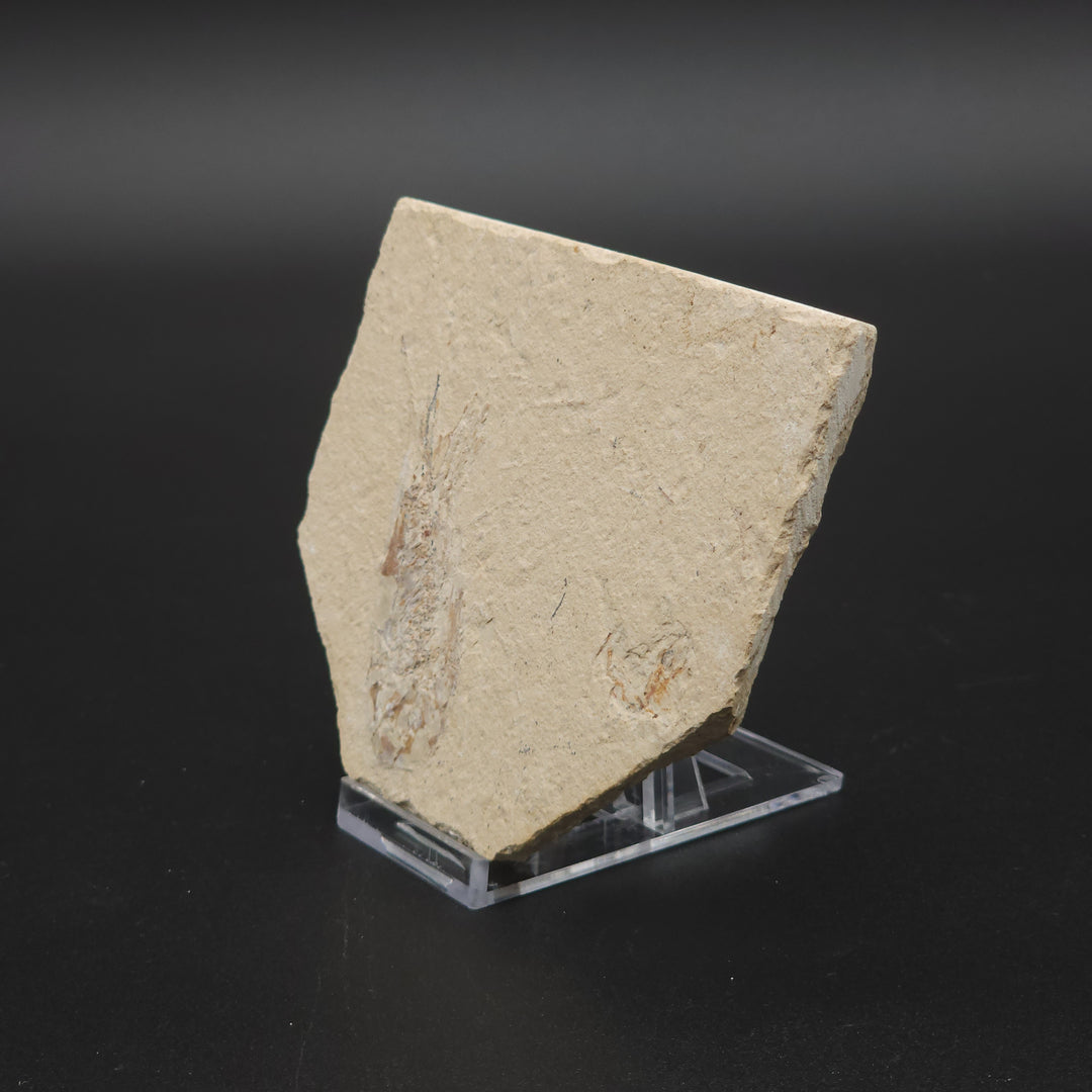 Authentic Carpopenaeus callirostris Fossil - No Enhancements or Restorations - Cretaceous Prawn Fossil