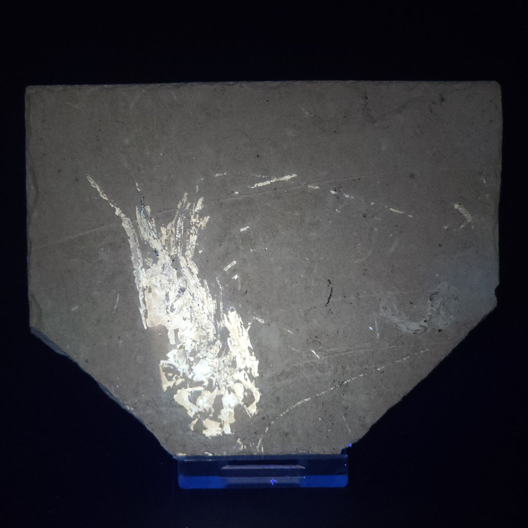 Authentic Carpopenaeus callirostris Fossil - No Enhancements or Restorations - Cretaceous Prawn Fossil