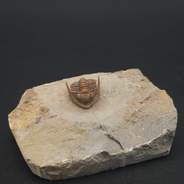 Rare Proetid (Xiphogonium) Trilobite - Tafraoute, Morocco