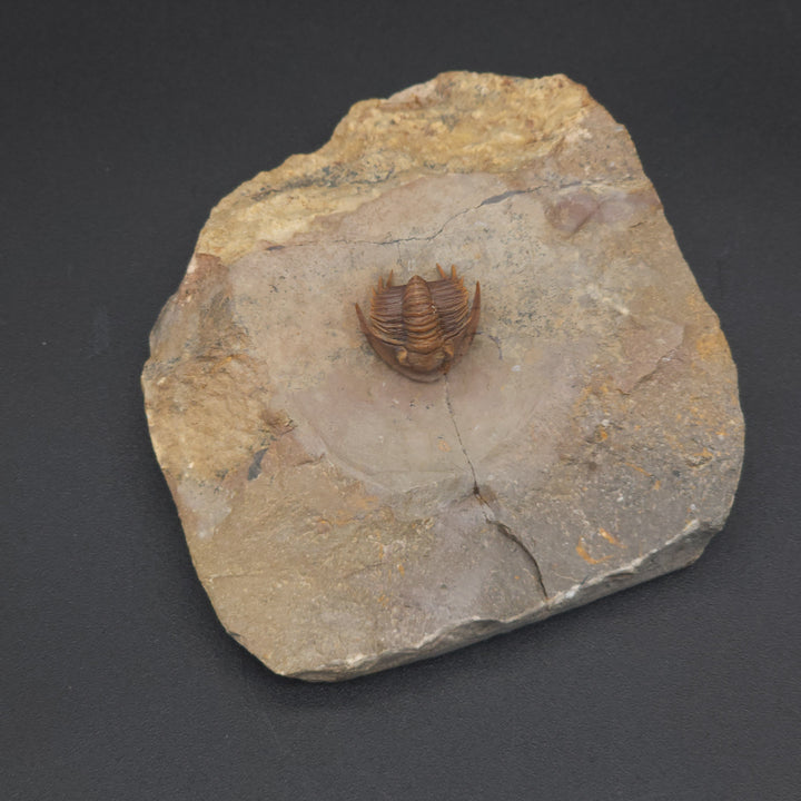 Rare Proetid (Xiphogonium) Trilobite - Tafraoute, Morocco