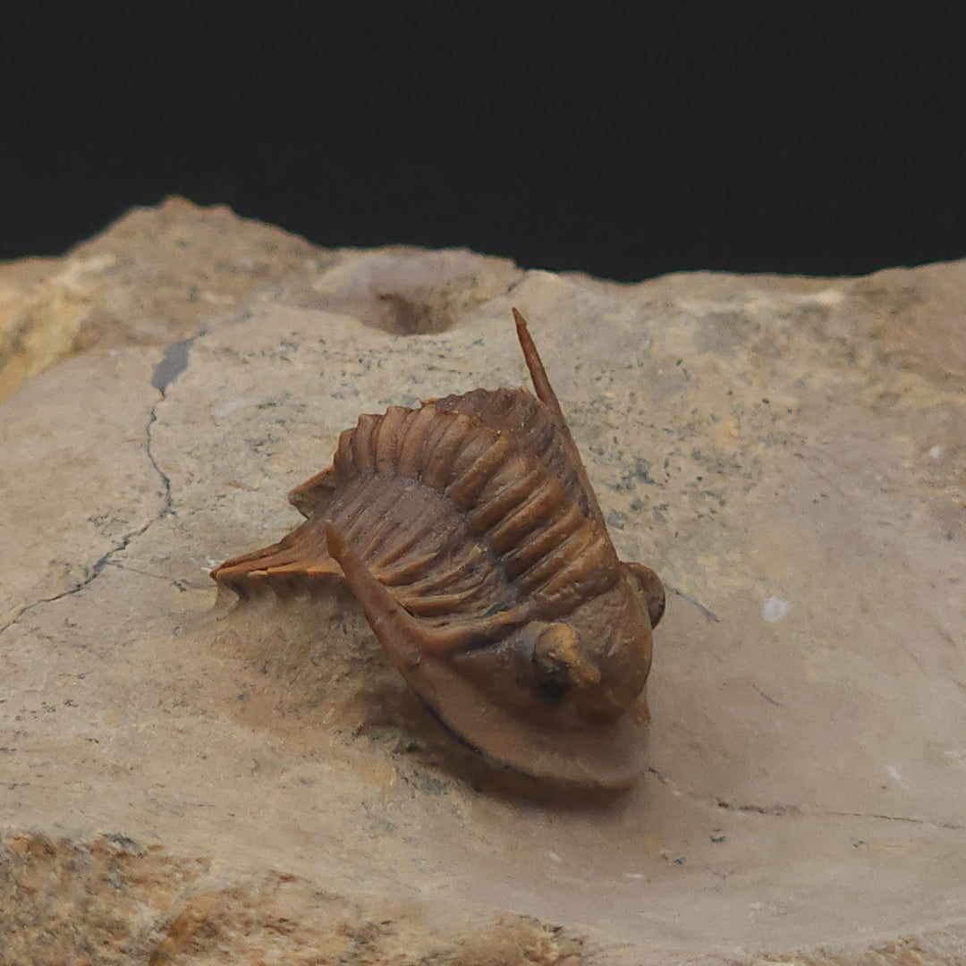 Rare Proetid (Xiphogonium) Trilobite - Tafraoute, Morocco