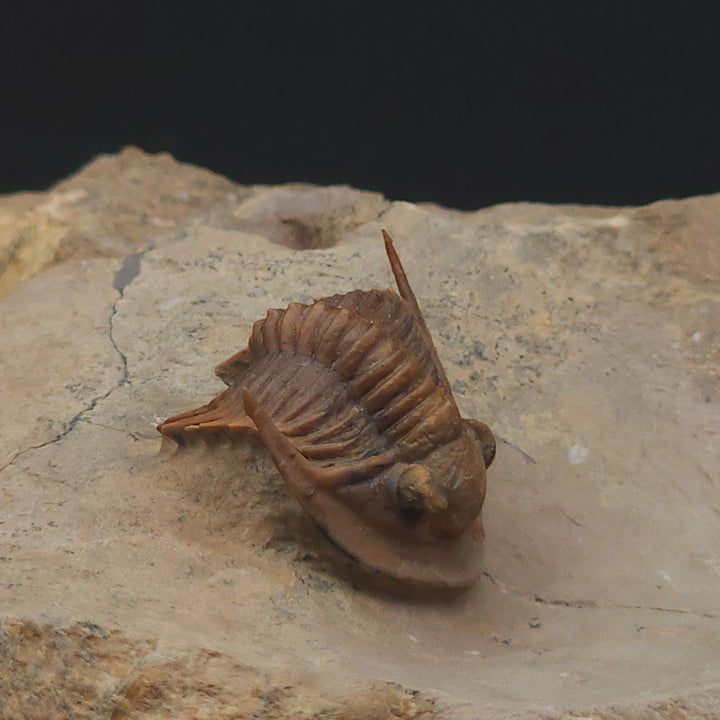 Rare Proetid (Xiphogonium) Trilobite - Tafraoute, Morocco