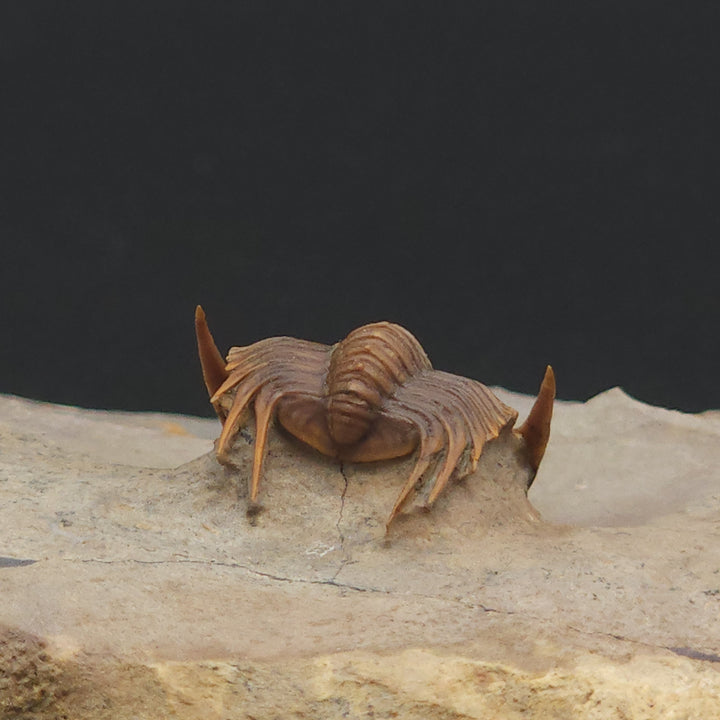 Rare Proetid (Xiphogonium) Trilobite - Tafraoute, Morocco