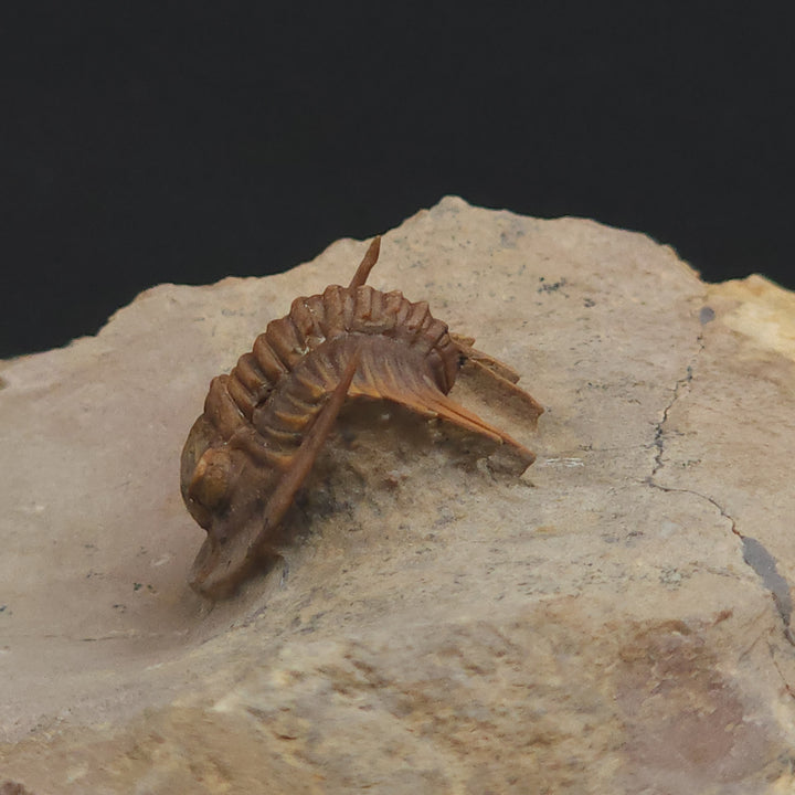 Rare Proetid (Xiphogonium) Trilobite - Tafraoute, Morocco