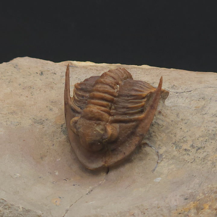 Rare Proetid (Xiphogonium) Trilobite - Tafraoute, Morocco