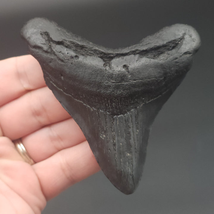 3.44" Megalodon Tooth, South Carolina