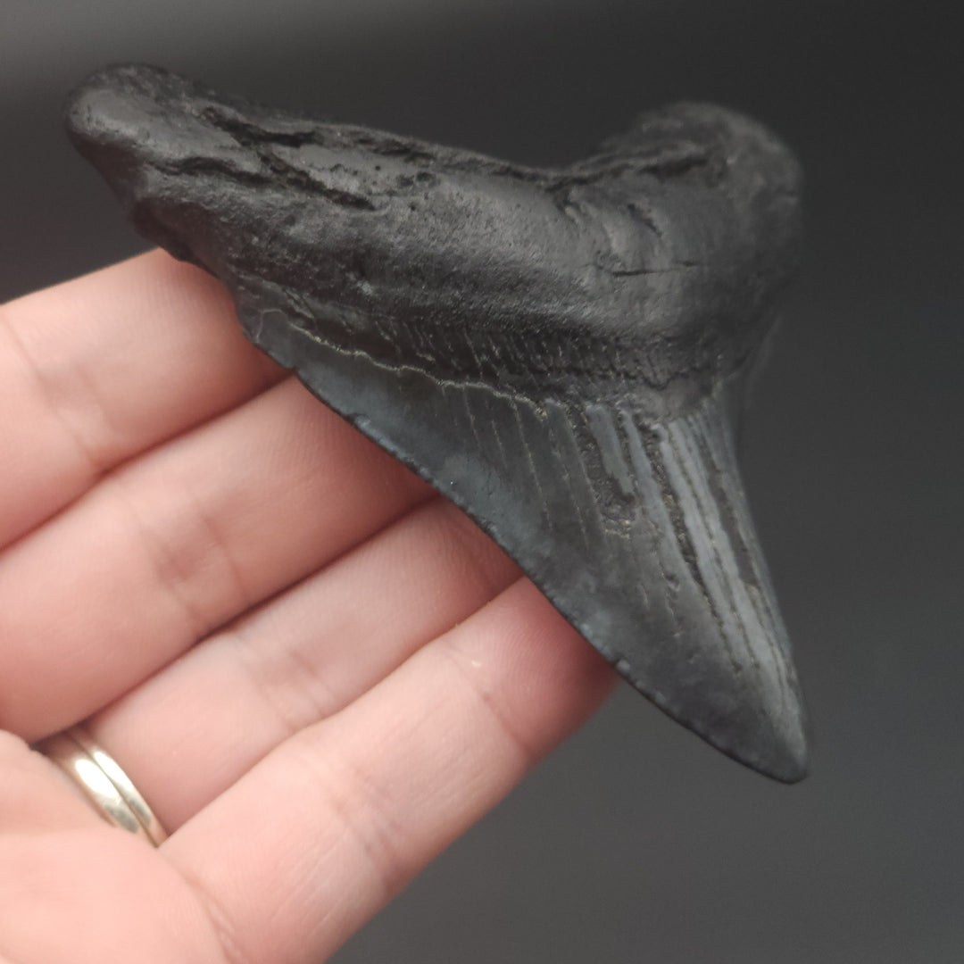 3.44" Megalodon Tooth, South Carolina
