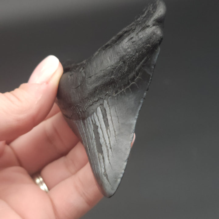 3.44" Megalodon Tooth, South Carolina