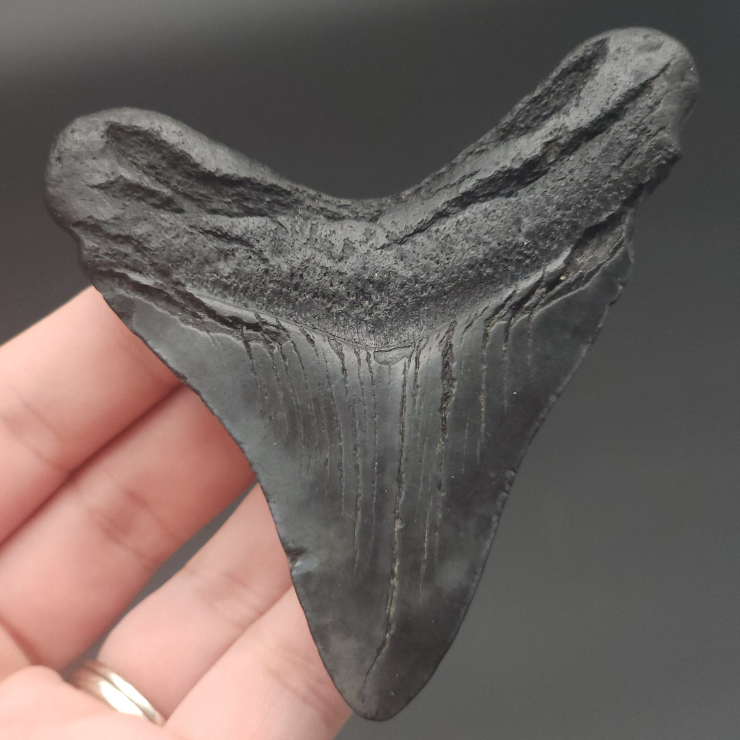 3.44" Megalodon Tooth, South Carolina