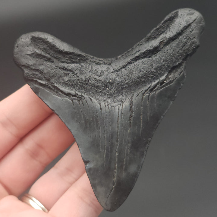 3.44" Megalodon Tooth, South Carolina