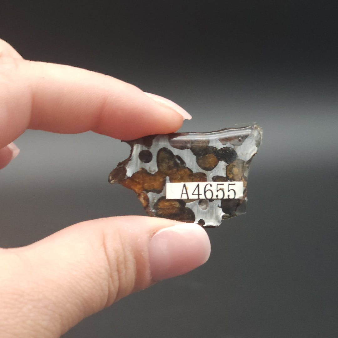 1.6" Polished Pallasite Meteorite Specimen 7.67 grams - Kenya