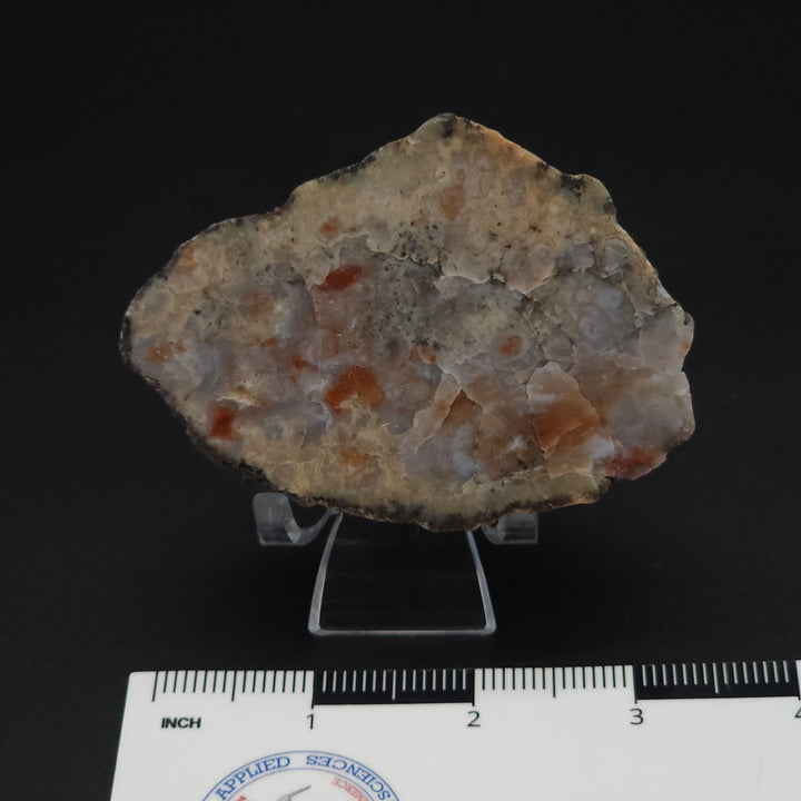 5.8 oz Polished Pair Jurassic Dinosaur Coprolite | Henry Mountain, Utah