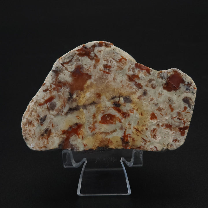 5.8 oz Polished Pair Jurassic Dinosaur Coprolite | Henry Mountain, Utah