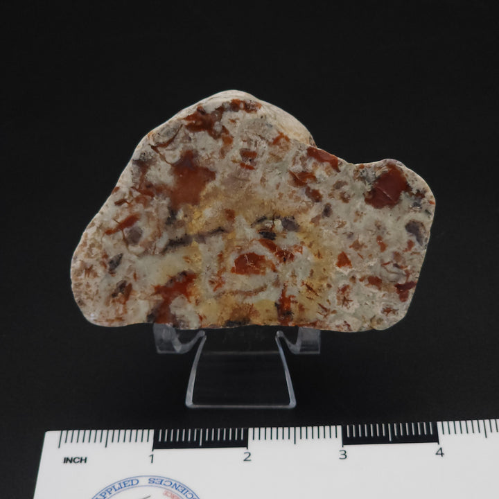 5.8 oz Polished Pair Jurassic Dinosaur Coprolite | Henry Mountain, Utah