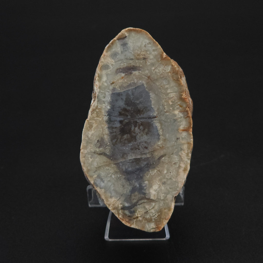 7.7 oz Polished Pair Jurassic Dinosaur Coprolite | Henry Mountain, Utah