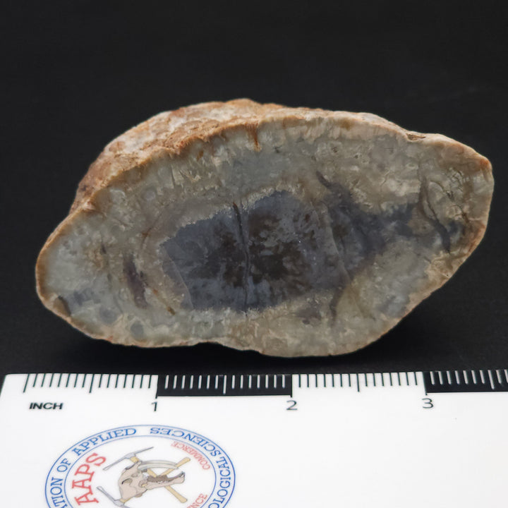 7.7 oz Polished Pair Jurassic Dinosaur Coprolite | Henry Mountain, Utah