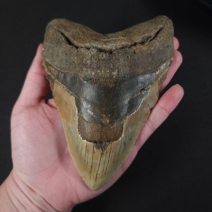 Huge 5.73" Megalodon Tooth | North Carolina