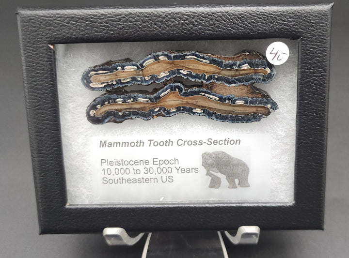 Mammoth Tooth Cross-Section cut specimen in mounted display box