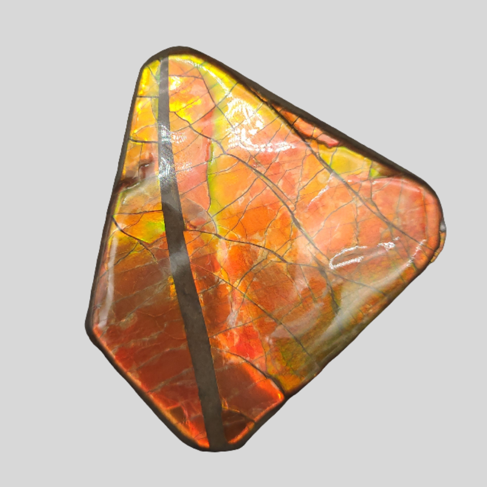 1.6" Ammolite Placenticeras meeki Ammonite Freeform Specimen - Alberta, Canada