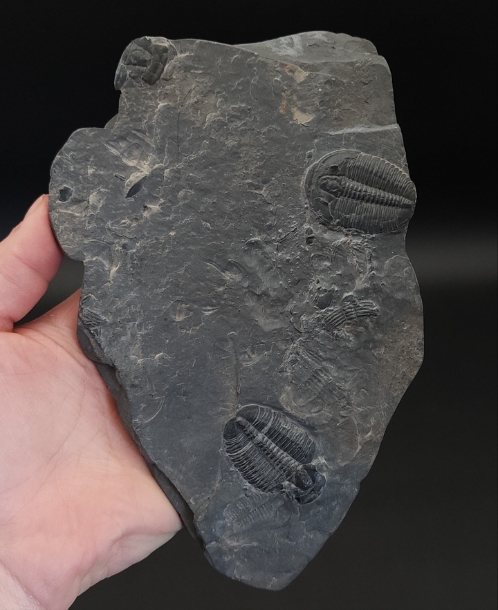 Large Complete and Large Molt Elrathia kingii Fossil Trilobite | Wheeler Shale Formation, Delta Utah
